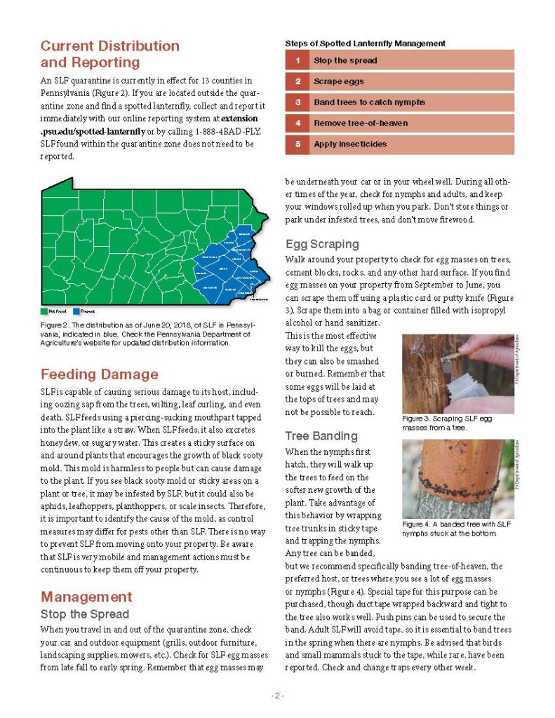 Guide page explaining spotted lanternfly damage, egg scraping, tree banding, and other management methods for homeowners, with instructional photos and diagrams.
